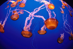 Monterey Bay Aquarium - Outer Bay Drifters